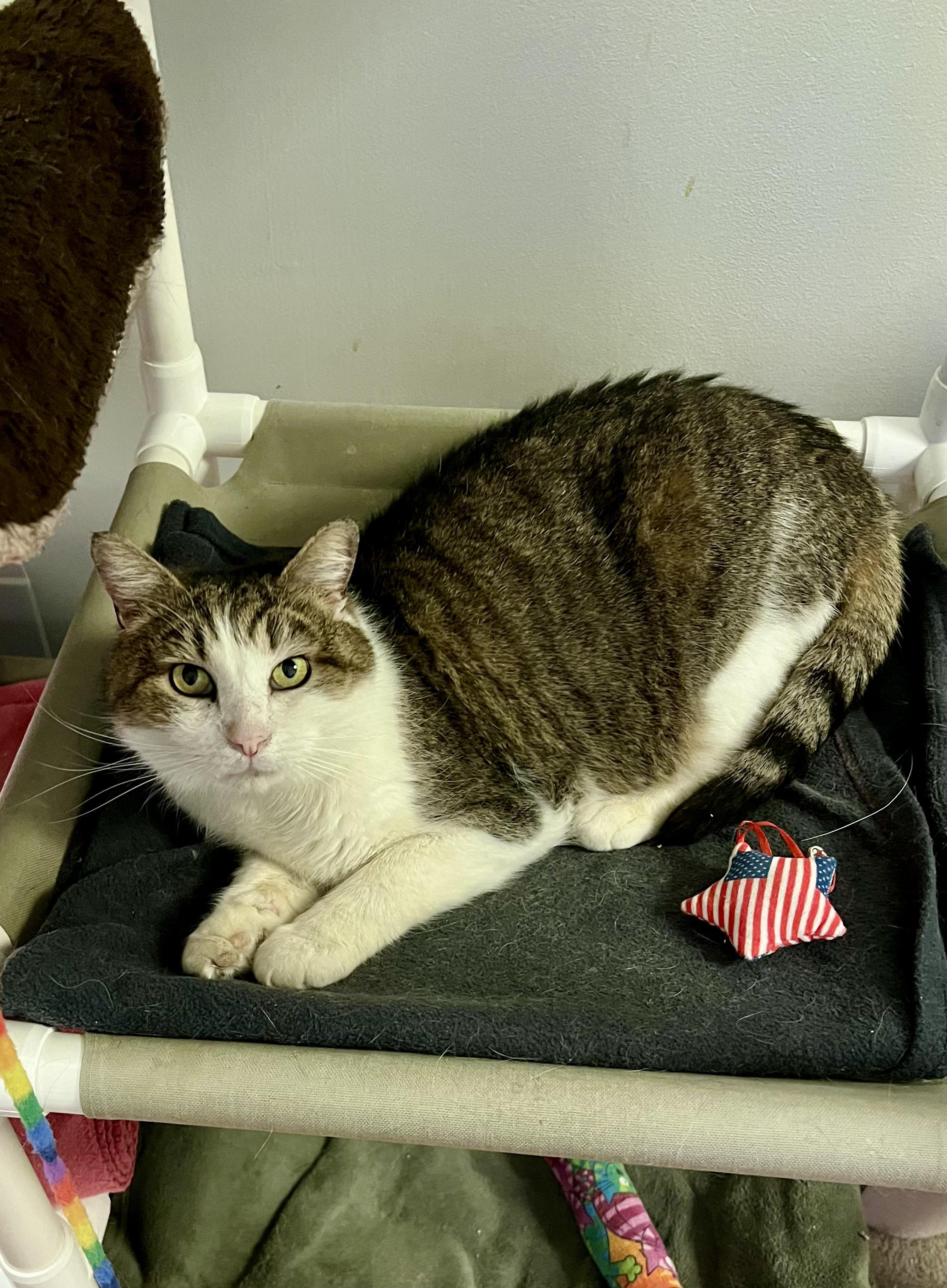 Enlarge Drumstick , a ADOPTABLE Domestic Short Hair in Warminster, PA image 6/6