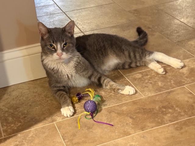 Enlarge Drumstick , a ADOPTABLE Domestic Short Hair in Warminster, PA image 3/5