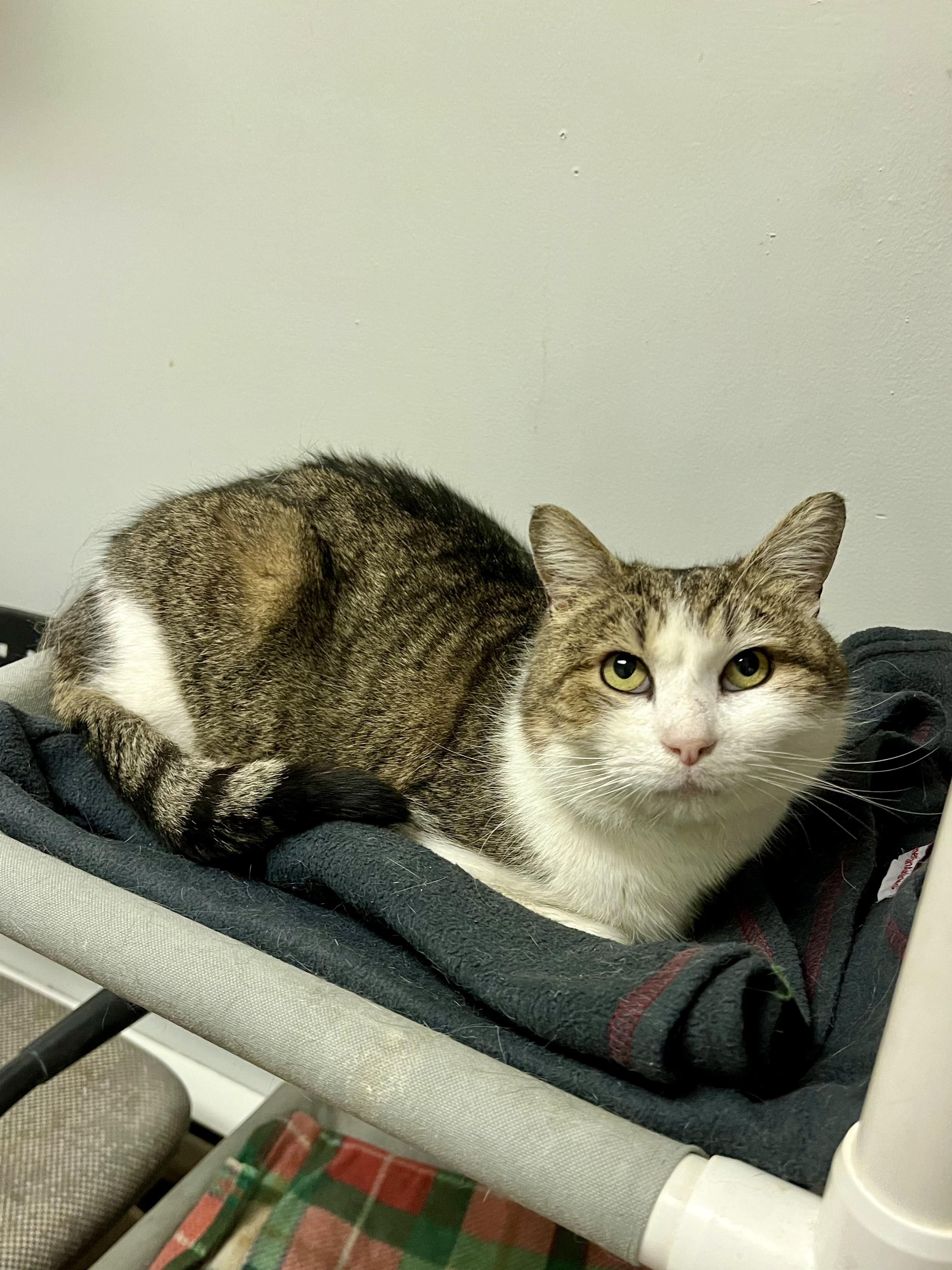 Drumstick , ADOPTABLE, Adult Male Domestic Short Hair.