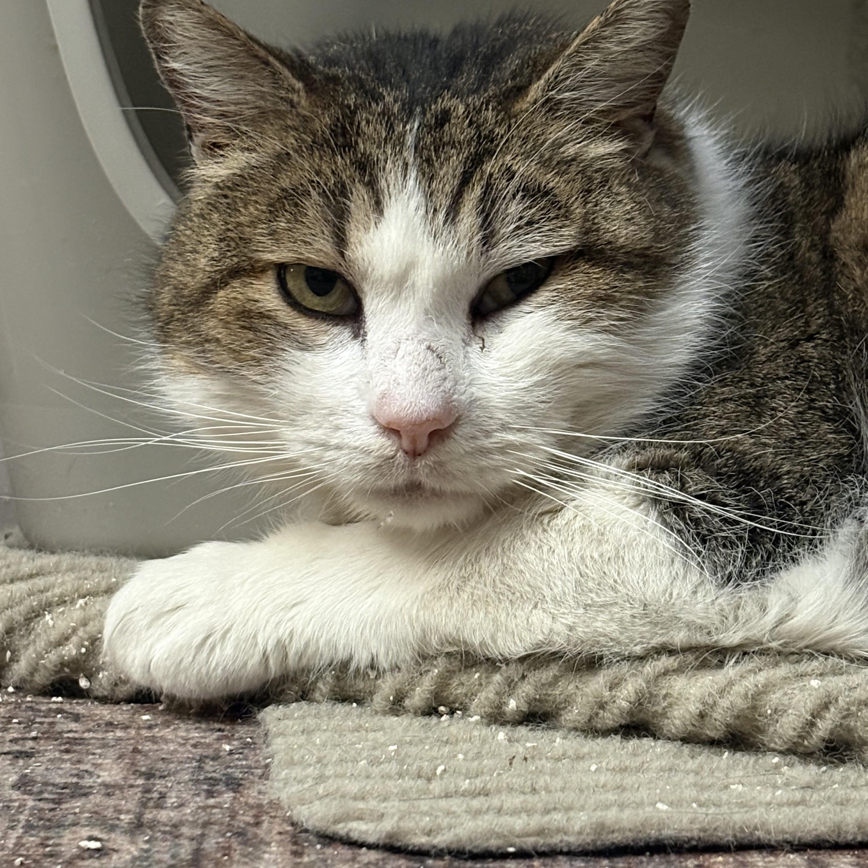 Enlarge Drumstick , a ADOPTABLE Domestic Short Hair in Warminster, PA image 4/5