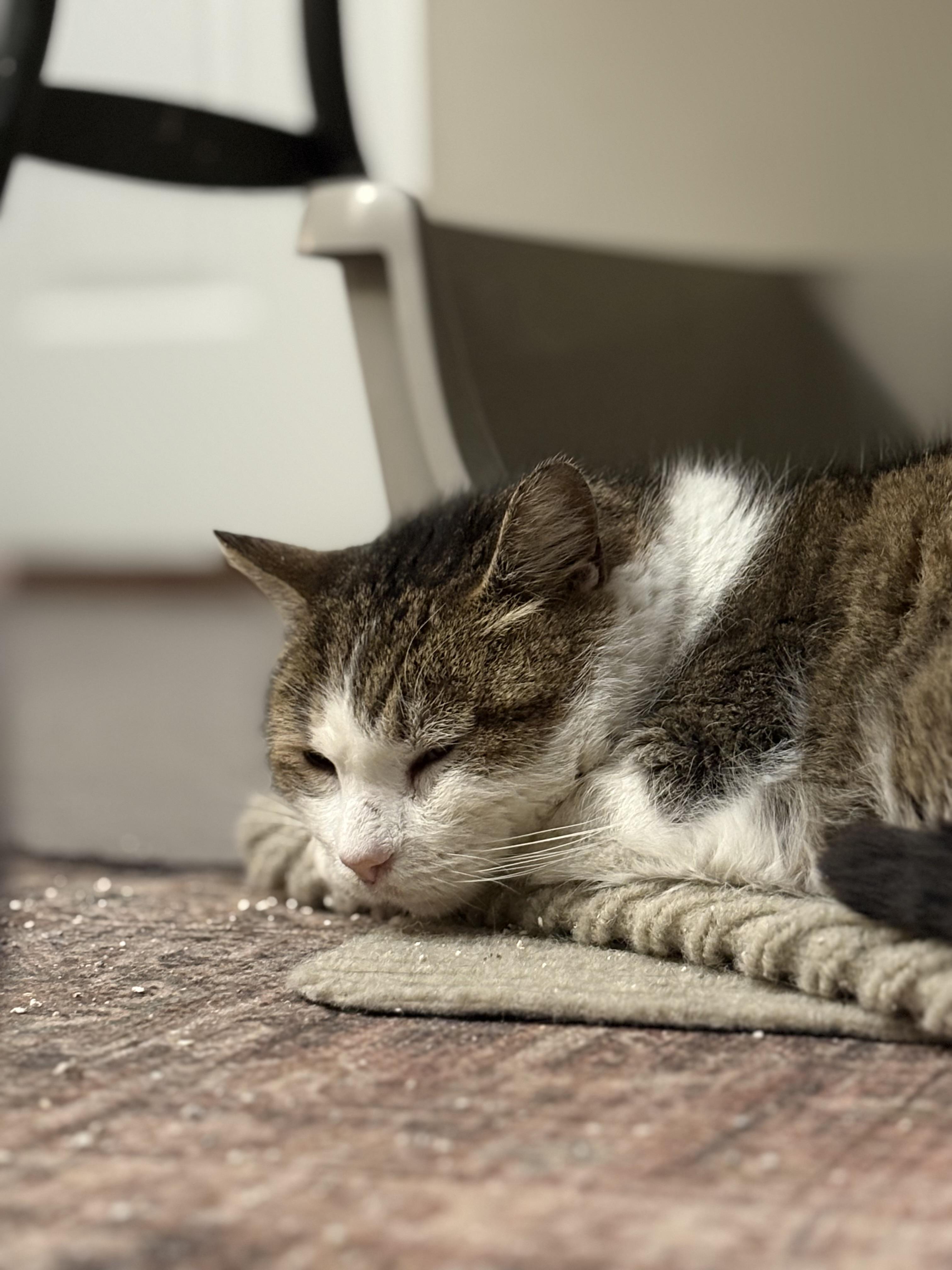 Enlarge Drumstick , a ADOPTABLE Domestic Short Hair in Warminster, PA image 5/5