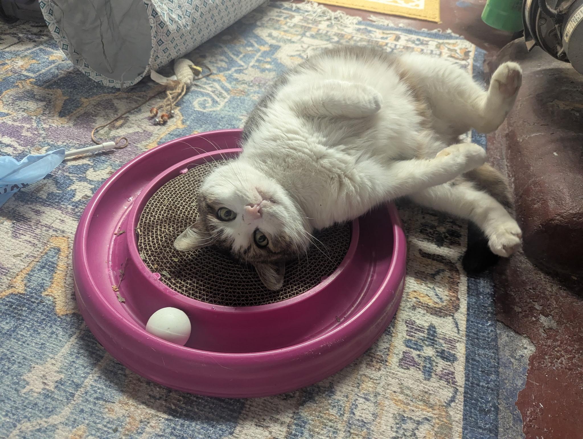 Drumstick , ADOPTABLE, Adult Male Domestic Short Hair.