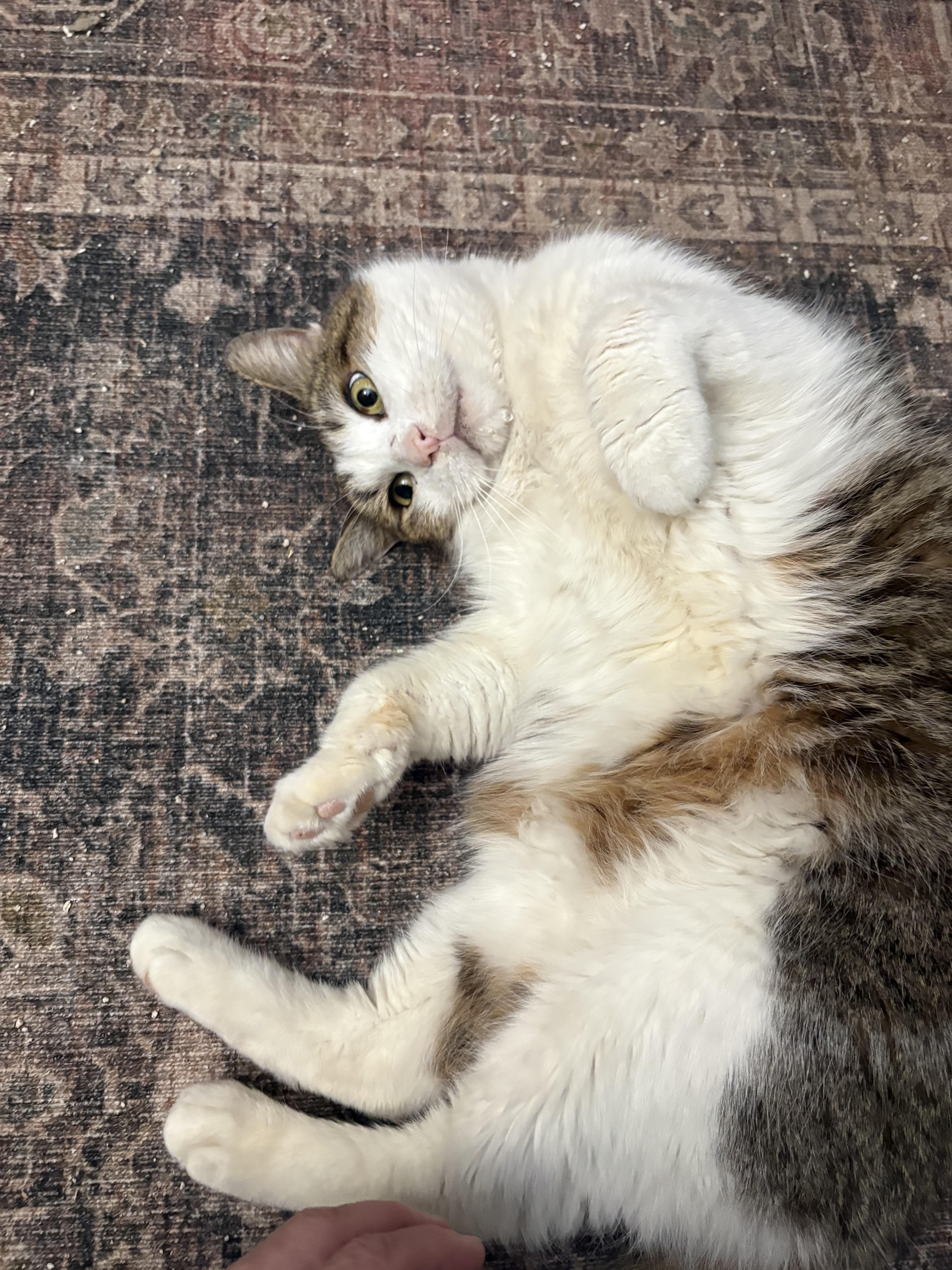 Enlarge Drumstick , a ADOPTABLE Domestic Short Hair in Warminster, PA image 2/5