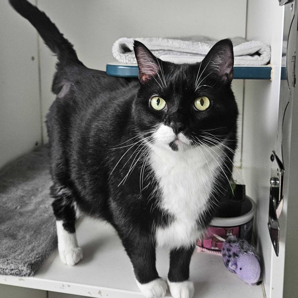 Stella, Adoptable, Adult Female Domestic Short Hair.