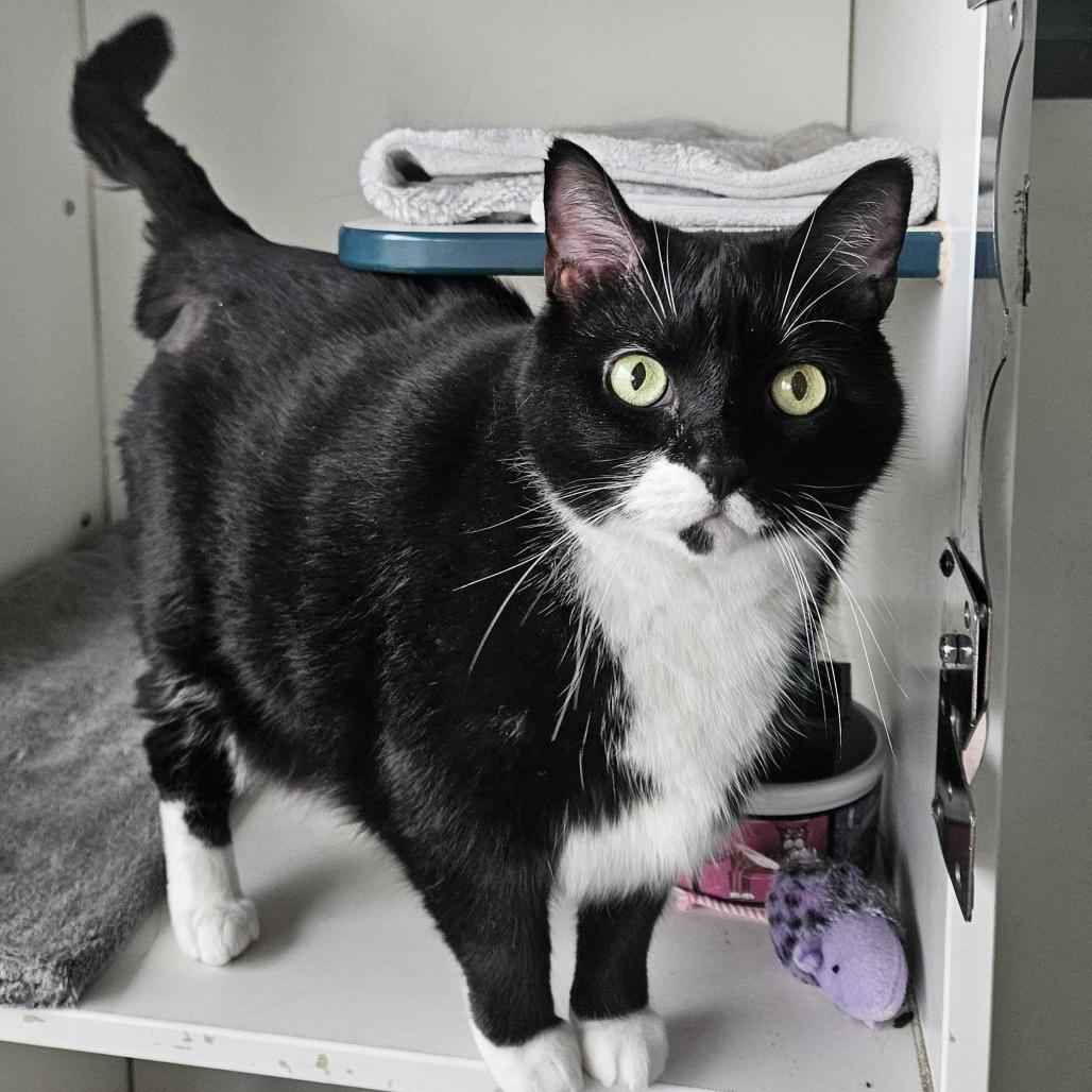 Stella, a Adoptable Domestic Short Hair in Dover, NH image 2/5