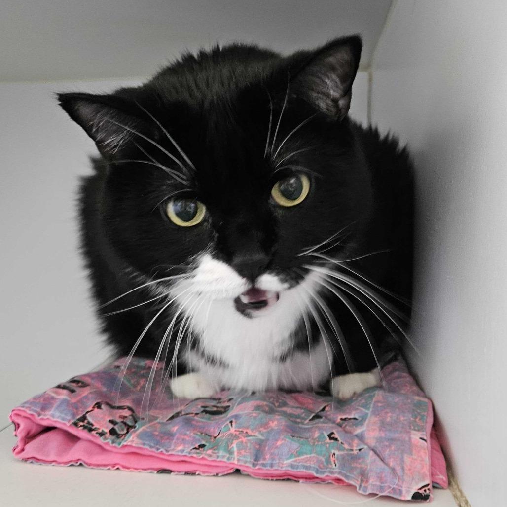 Stella, a Adoptable Domestic Short Hair in Dover, NH image 3/5