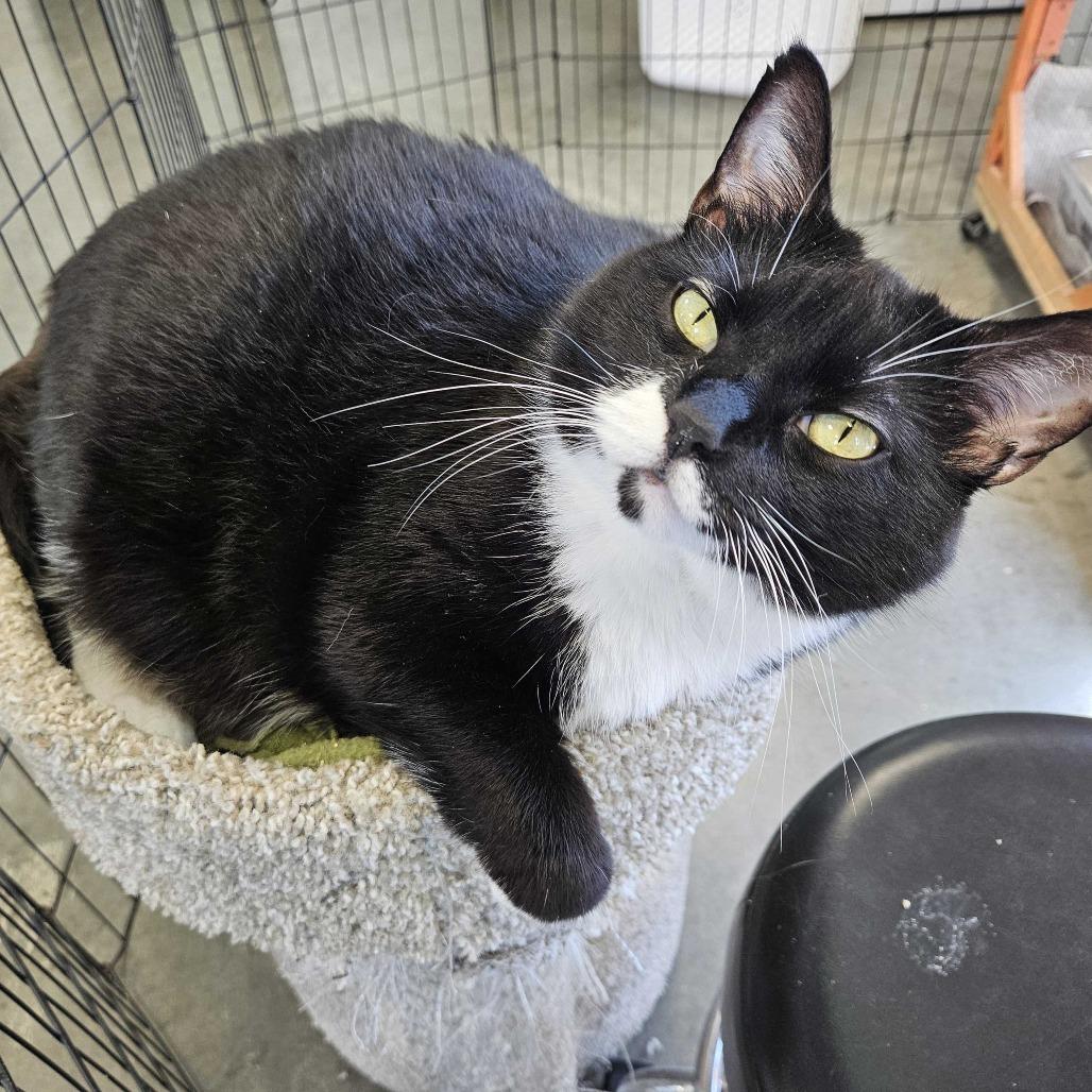 Enlarge Stella, a Adoptable Domestic Short Hair in Dover, NH image 3/6