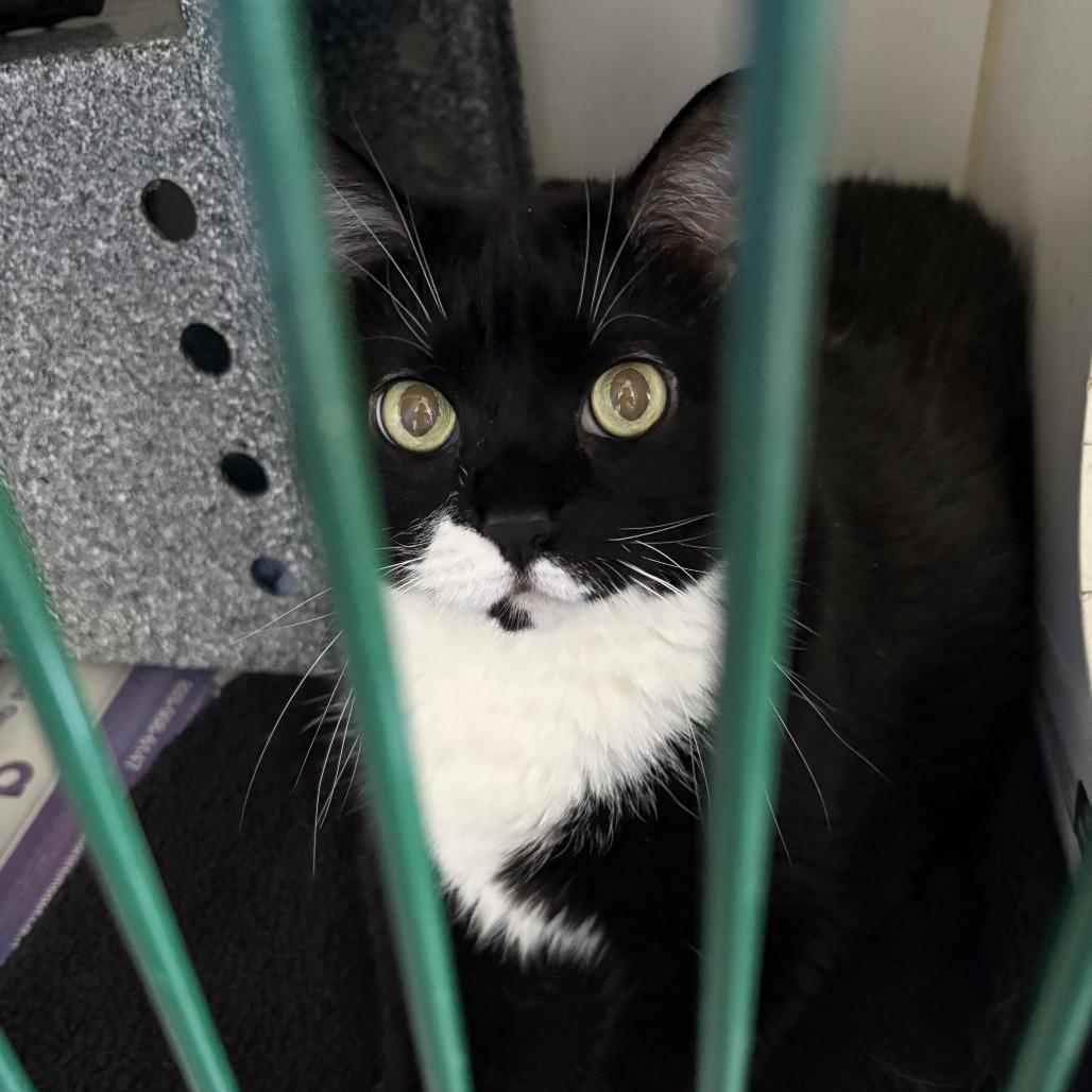 Stella, a Adoptable Domestic Short Hair in Dover, NH image 4/5