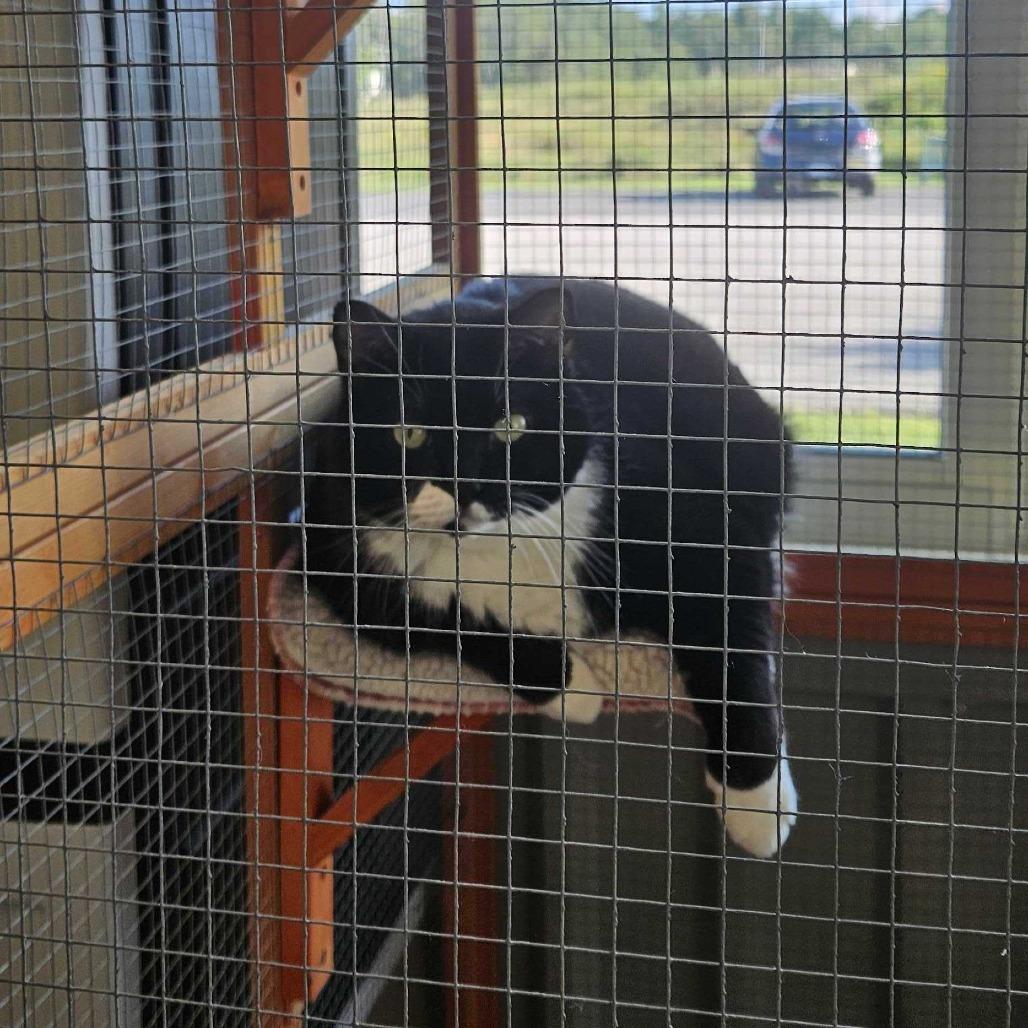 Enlarge Stella, a Adoptable Domestic Short Hair in Dover, NH image 5/6