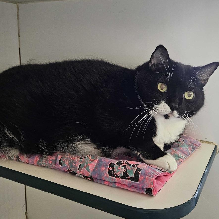 Stella, a Adoptable Domestic Short Hair in Dover, NH image 5/5