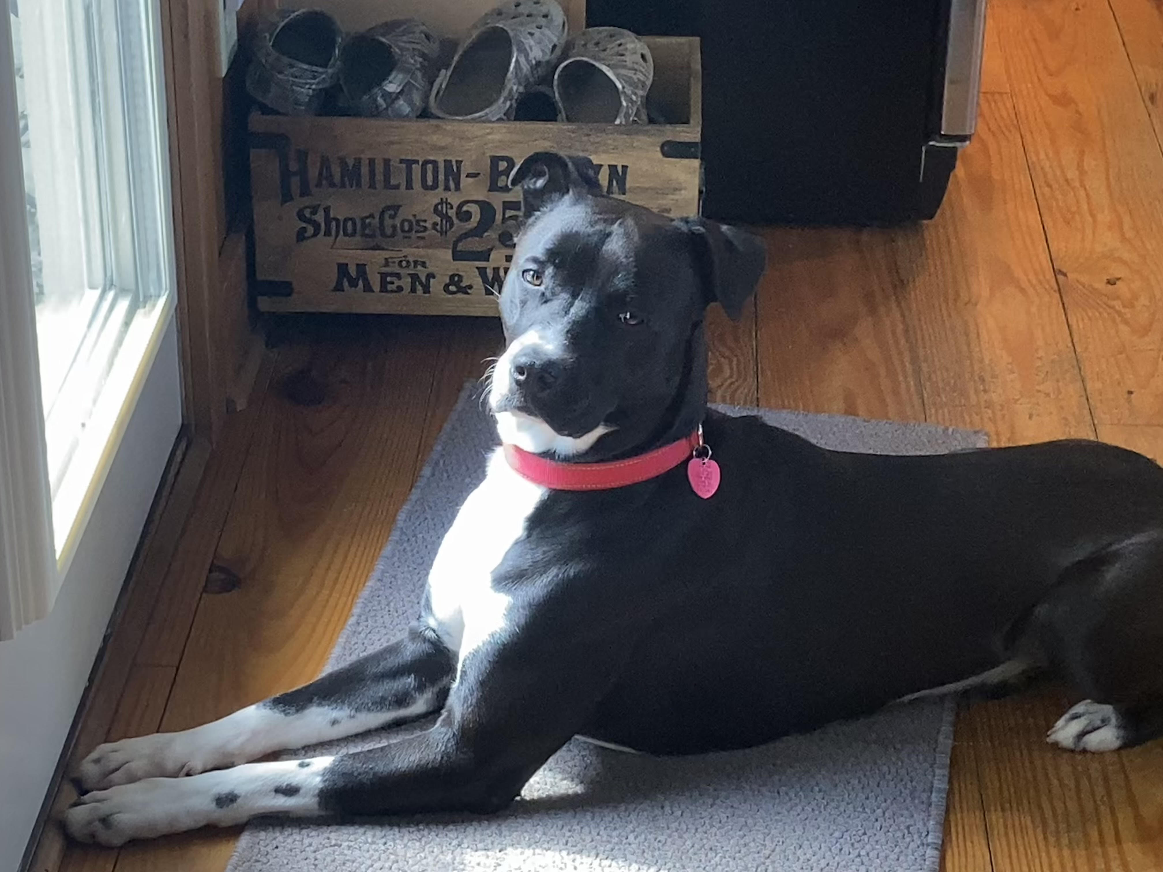 Danny Boy, adoptable, Adult Male Great Dane.