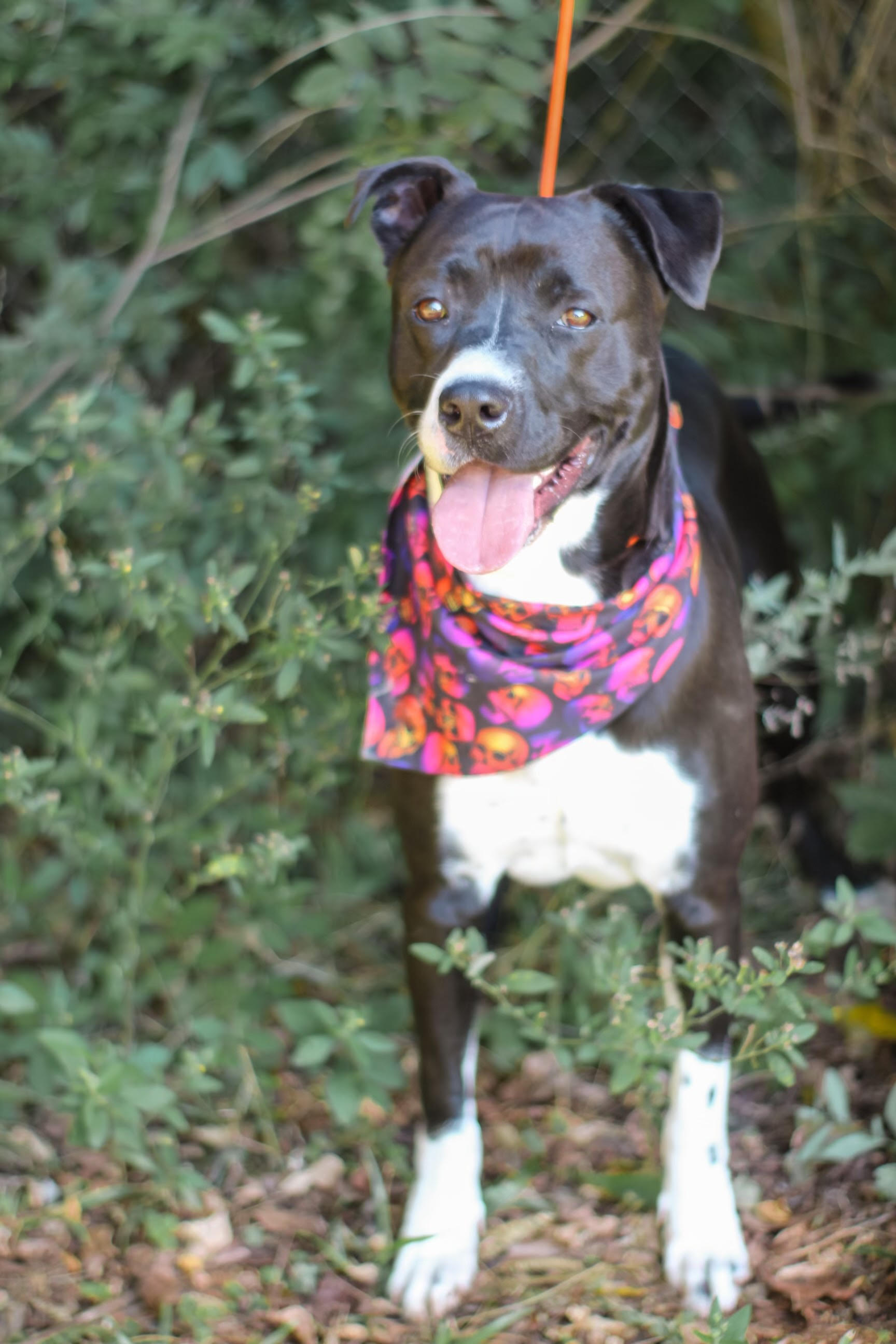 Danny Boy, adoptable, Adult Male Great Dane.