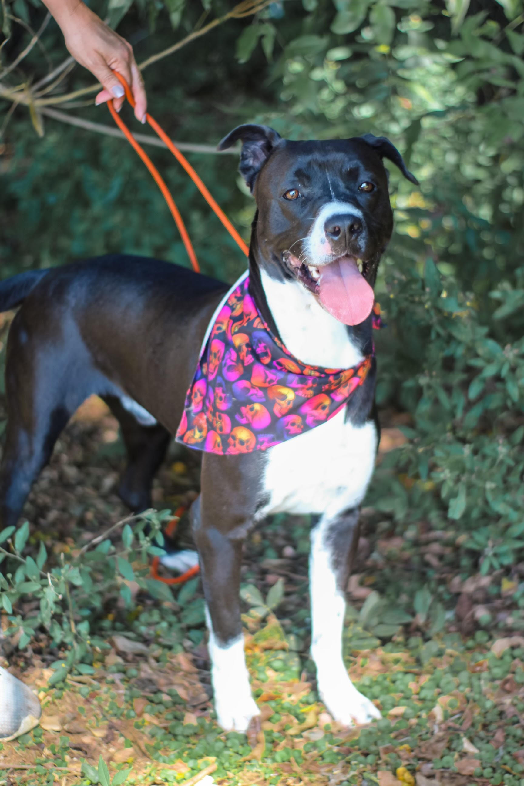 Enlarge Danny Boy, an adoptable mixed breed in Newborn, GA image 3/6