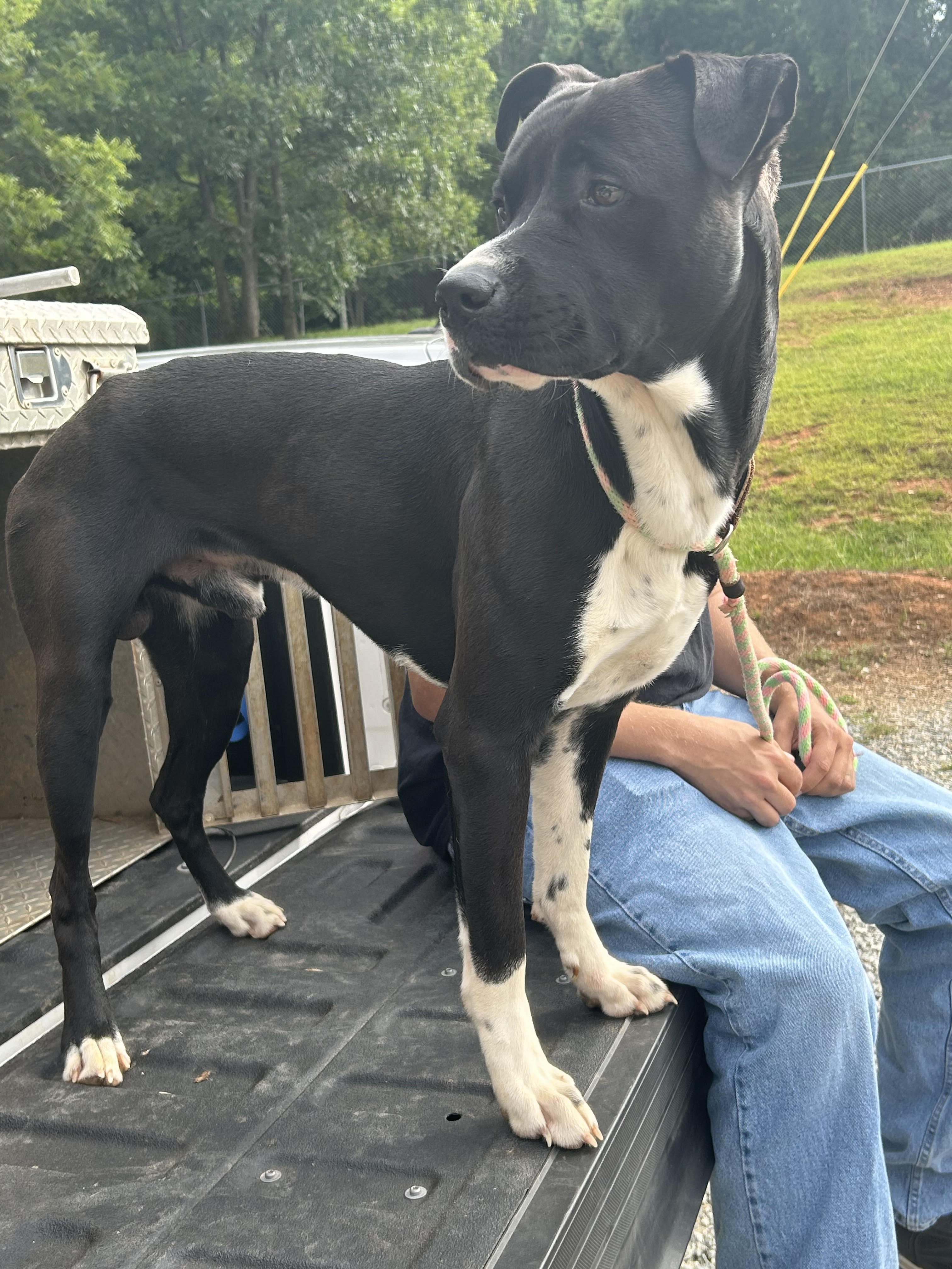 Enlarge Danny Boy, an adoptable mixed breed in Newborn, GA image 4/6