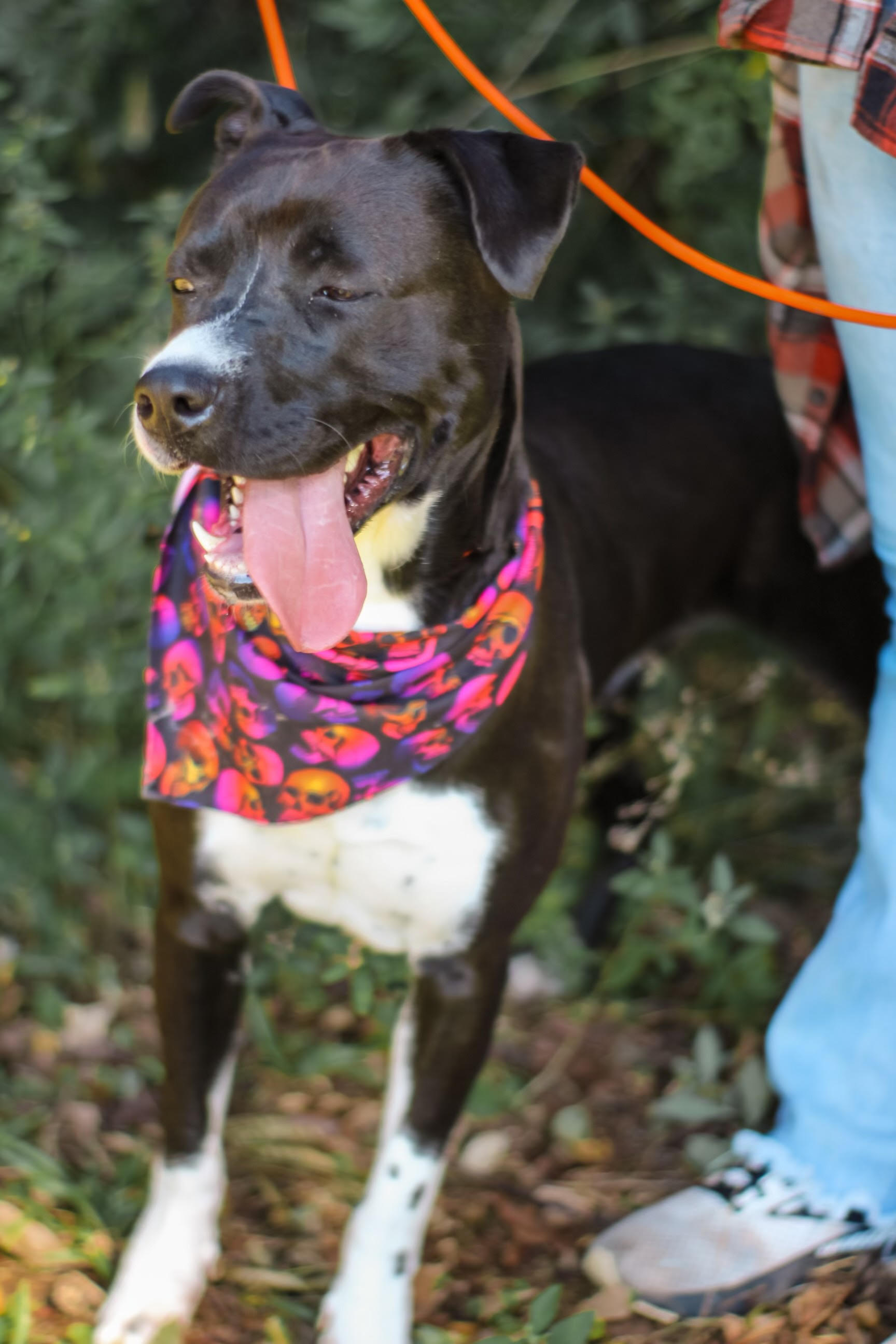 Enlarge Danny Boy, an adoptable mixed breed in Newborn, GA image 5/6