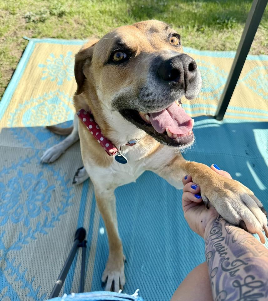 Enlarge Sundance *FOSTER HOME NEEDED*, a Adoptable Retriever in Crystal, MN image 1/2