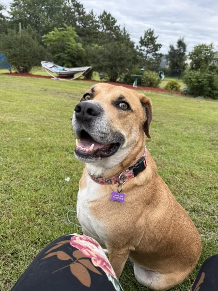 Enlarge Sundance *FOSTER HOME NEEDED*, a Adoptable Retriever in Crystal, MN image 2/2