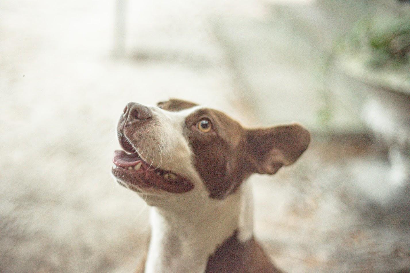 Biscuit 2