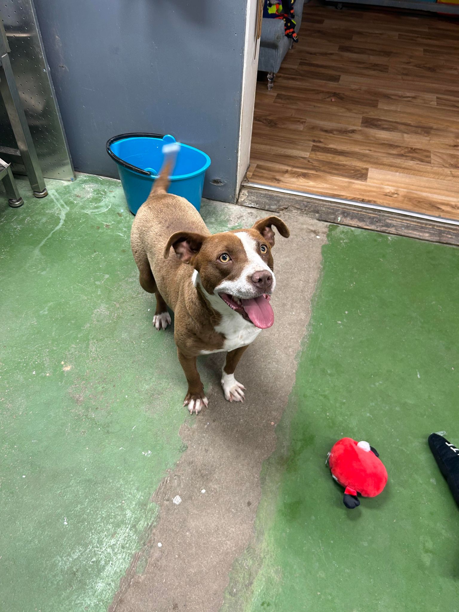 Enlarge Biscuit, a Adoptable mixed breed in Varnville, SC image 4/5