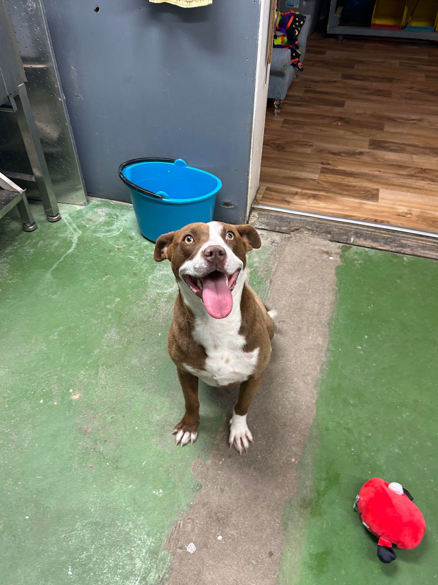 Enlarge Biscuit, a Adoptable mixed breed in Varnville, SC image 5/5