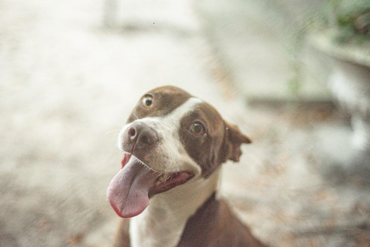 Enlarge Biscuit, a Adoptable mixed breed in Varnville, SC image 1/5