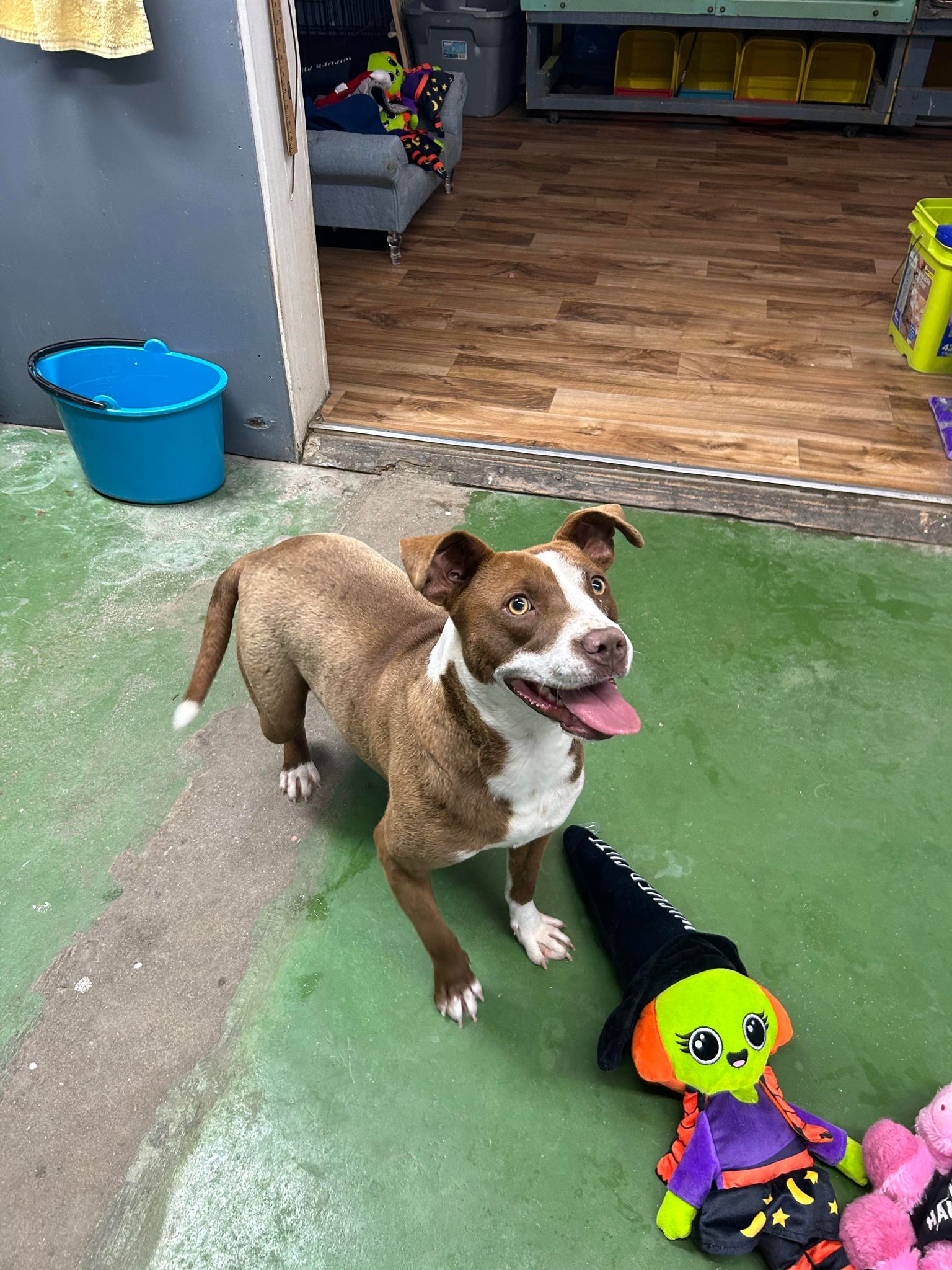 Enlarge Biscuit, a Adoptable mixed breed in Varnville, SC image 3/5