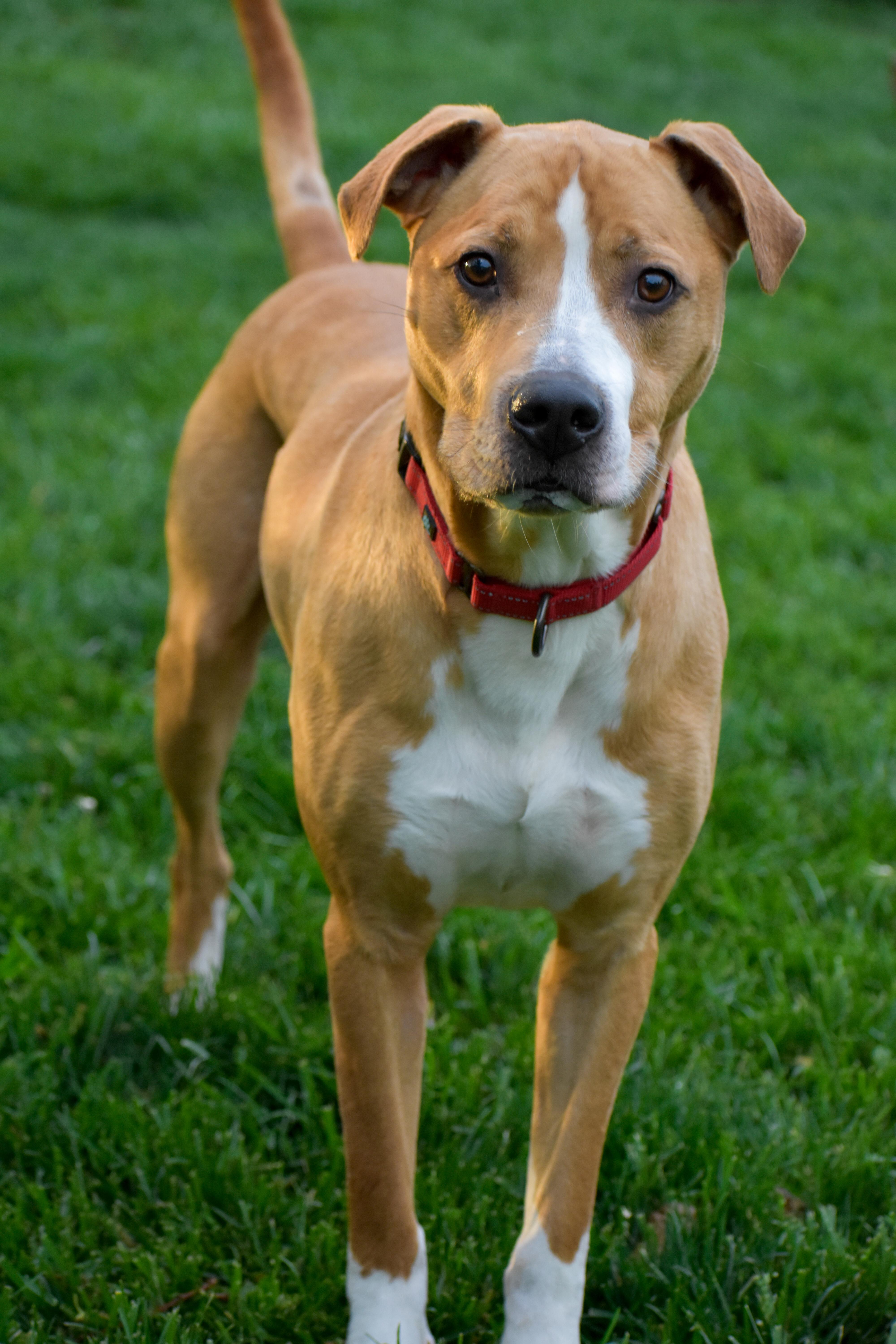Enlarge Atlas, a ADOPTABLE mixed breed in Indianapolis, IN image 1/5