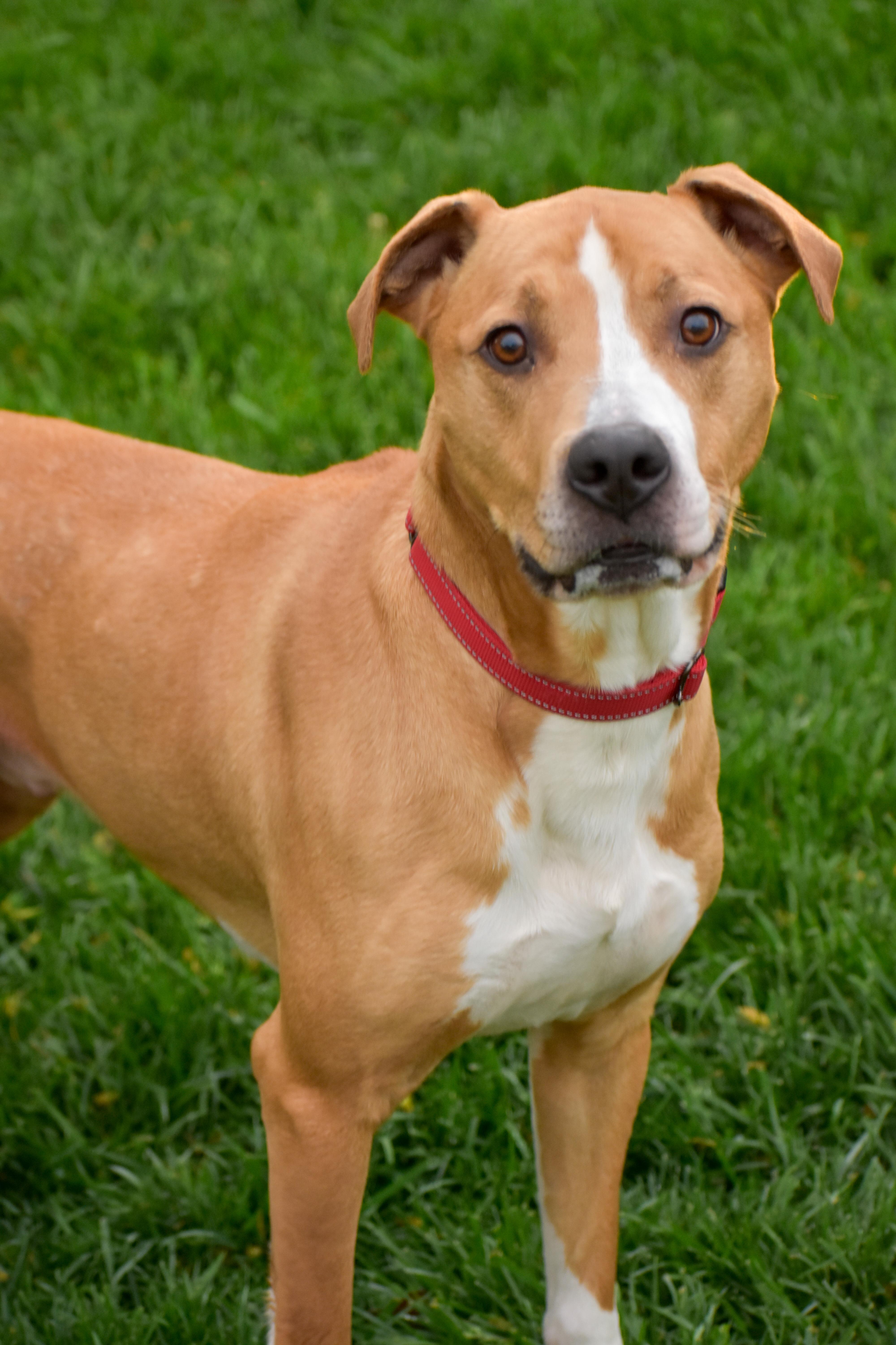 Enlarge Atlas, a ADOPTABLE mixed breed in Indianapolis, IN image 4/5