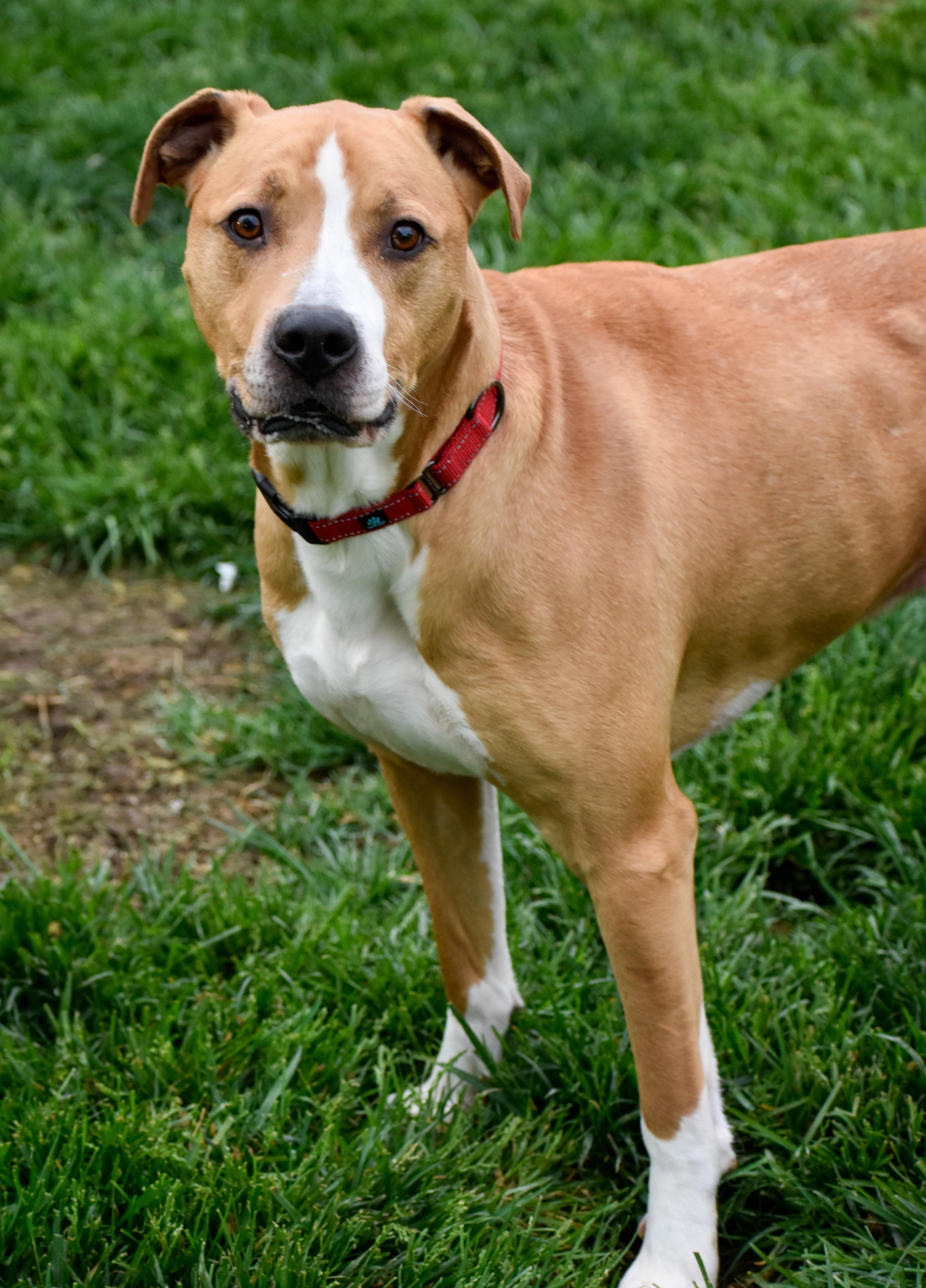 Enlarge Atlas, a ADOPTABLE mixed breed in Indianapolis, IN image 3/5