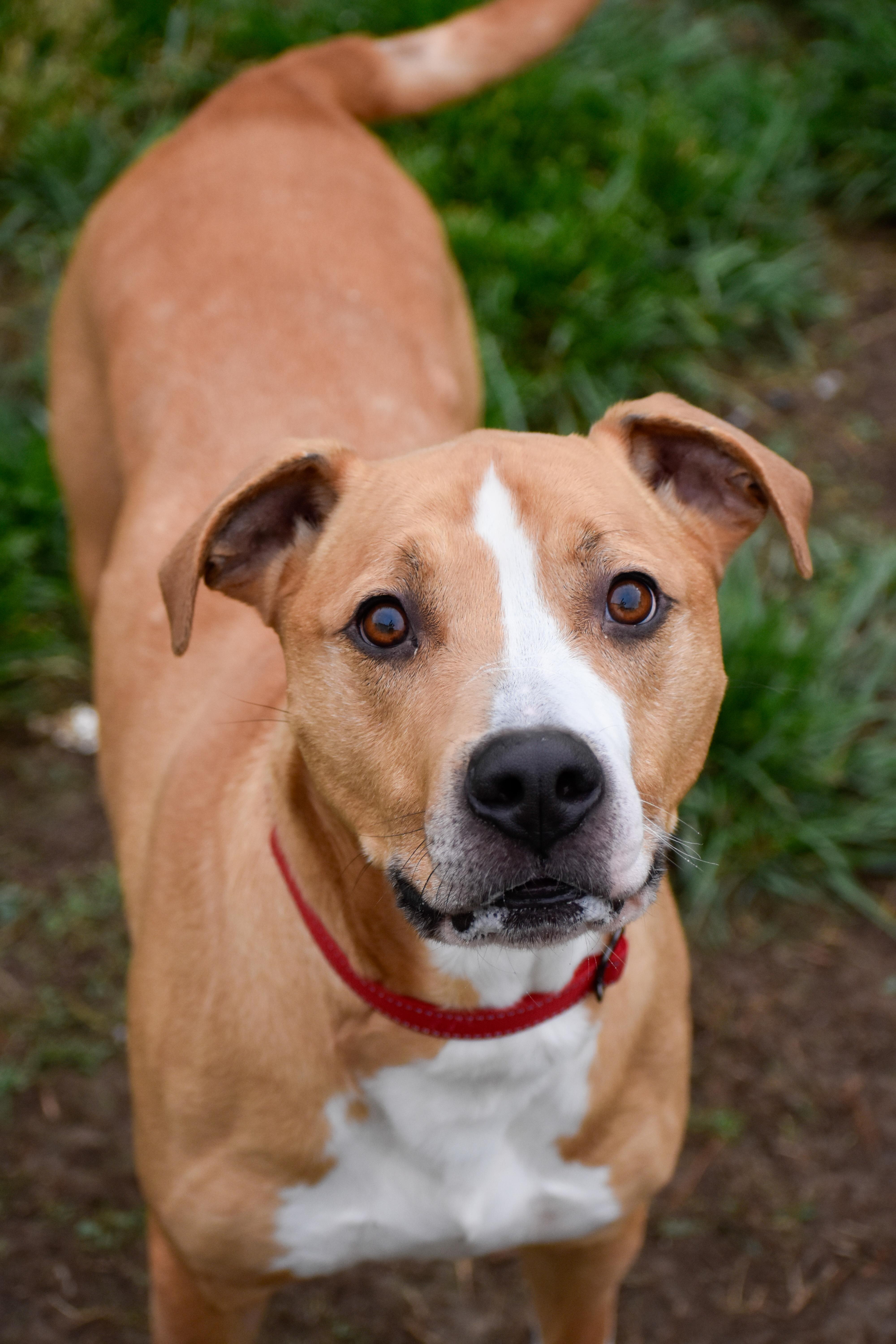 Enlarge Atlas, a ADOPTABLE mixed breed in Indianapolis, IN image 2/5
