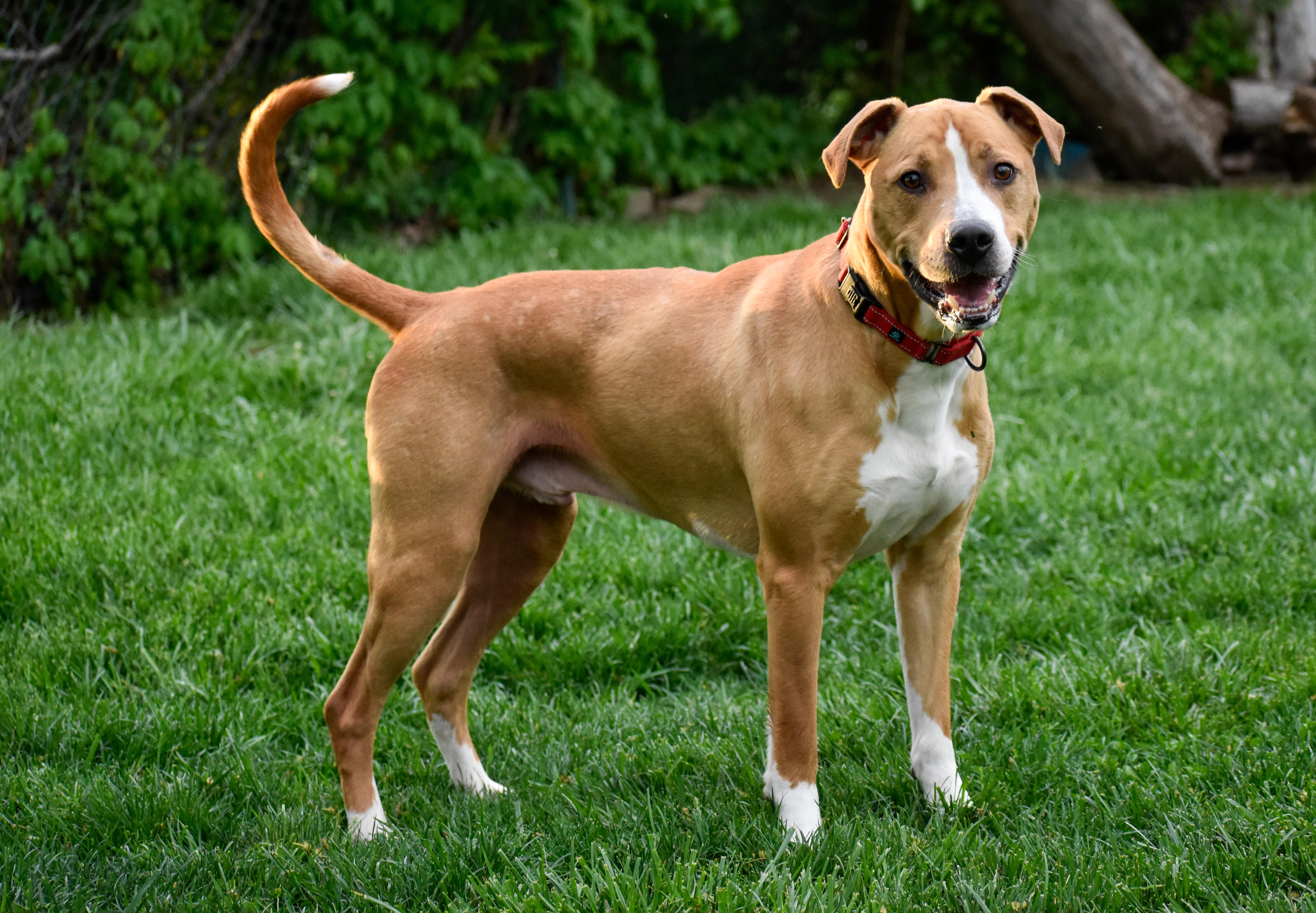 Enlarge Atlas, a ADOPTABLE mixed breed in Indianapolis, IN image 5/5