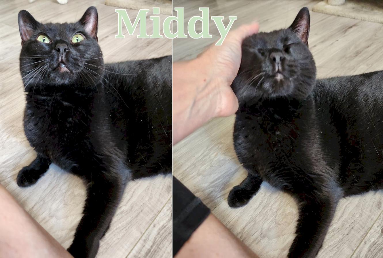 Enlarge Middy, a Adopted Domestic Short Hair in Fort Walton Beach, FL image 1/2