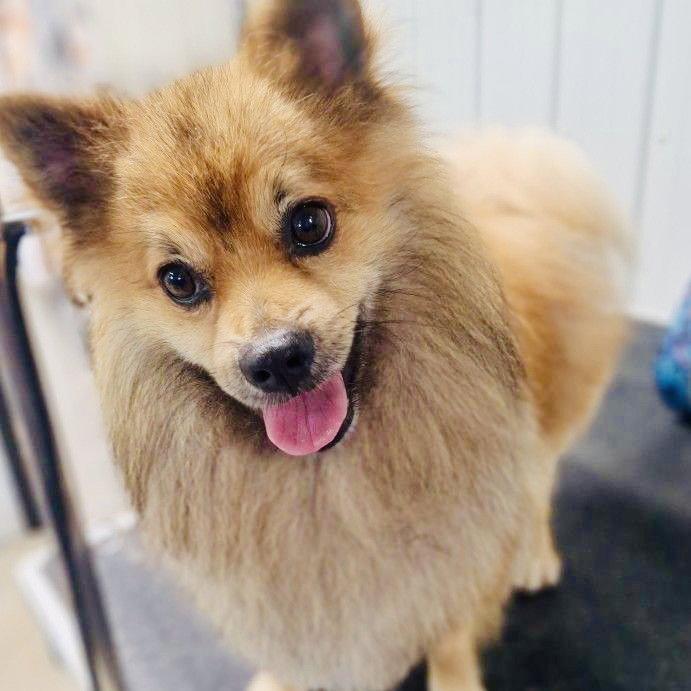 Toby RDS, Adoptable, Adult Male Pomeranian.