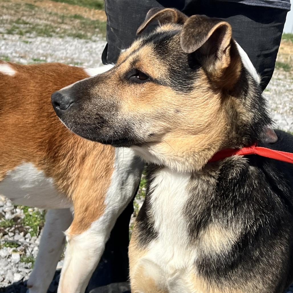 Trucky, a Adoptable German Shepherd Dog in Corbin, KY image 1/6