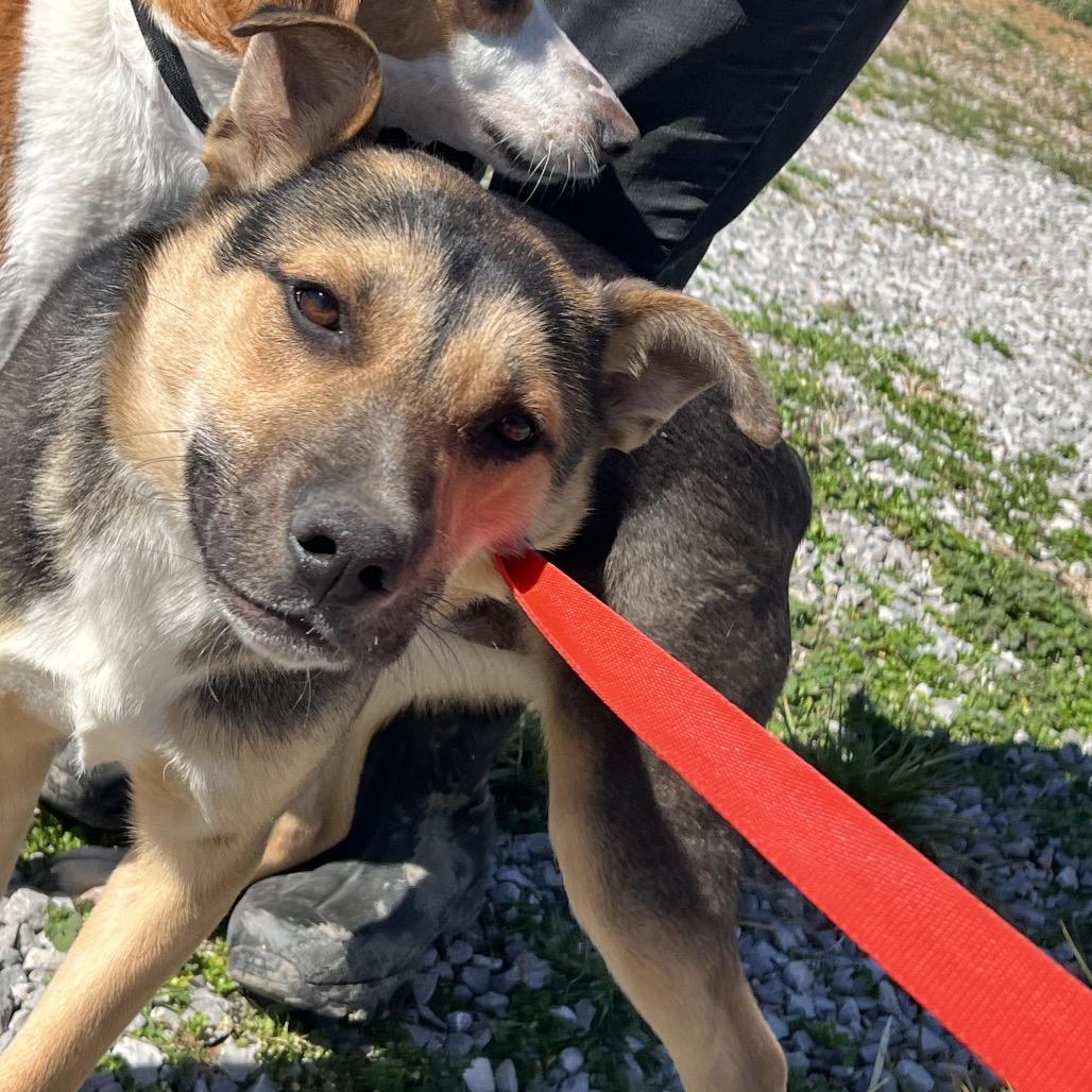 Trucky, a Adoptable German Shepherd Dog in Corbin, KY image 2/6