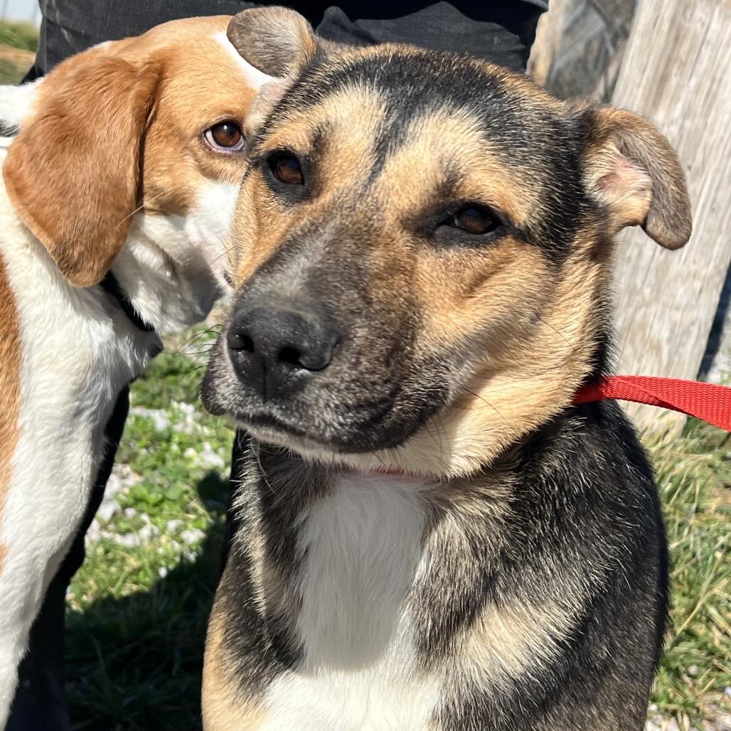 Trucky, a Adoptable German Shepherd Dog in Corbin, KY image 3/6