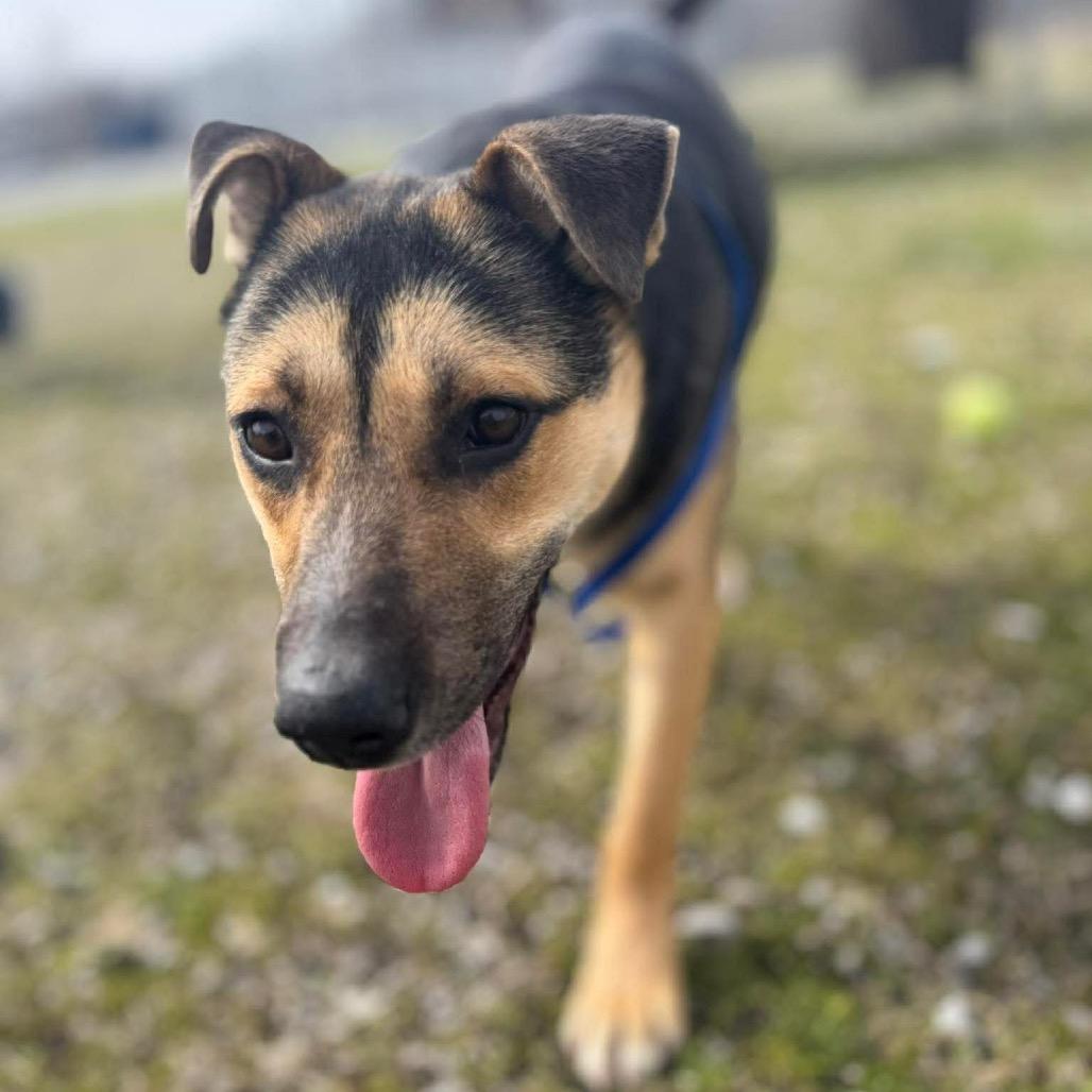 Trucky, a Adoptable German Shepherd Dog in Corbin, KY image 4/6