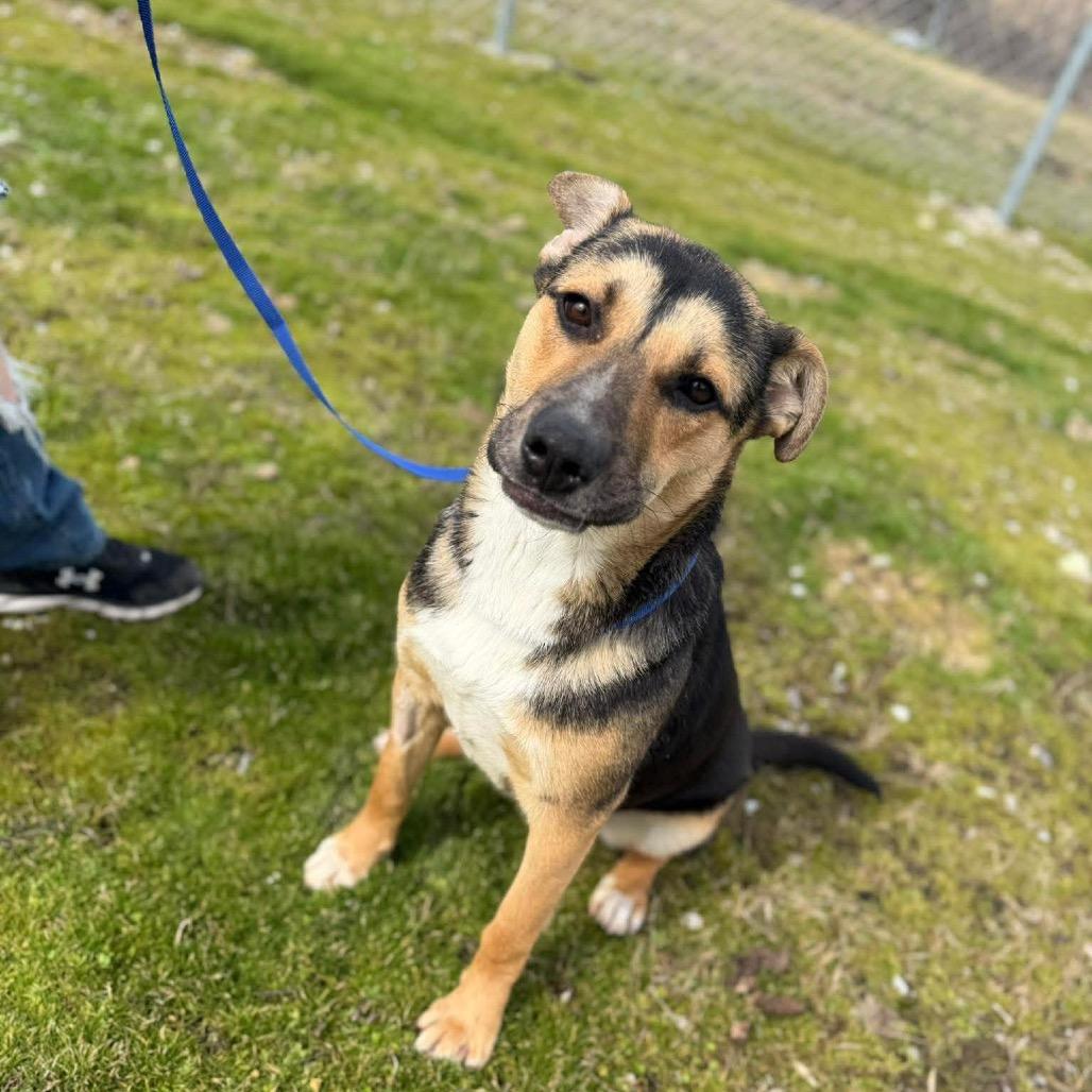 Trucky, a Adoptable German Shepherd Dog in Corbin, KY image 5/6