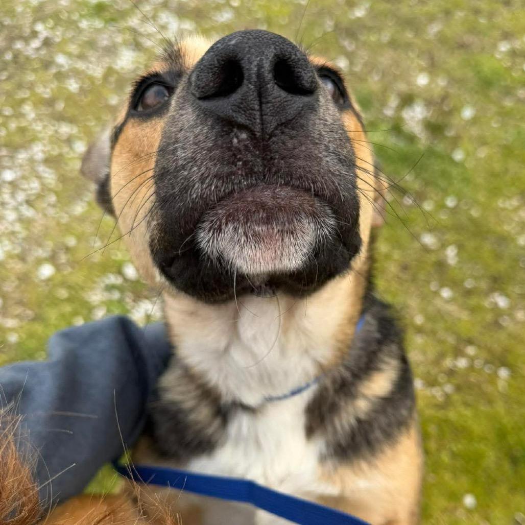 Trucky, a Adoptable German Shepherd Dog in Corbin, KY image 6/6