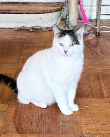 Dakota, ADOPTABLE, Adult Male Domestic Short Hair.