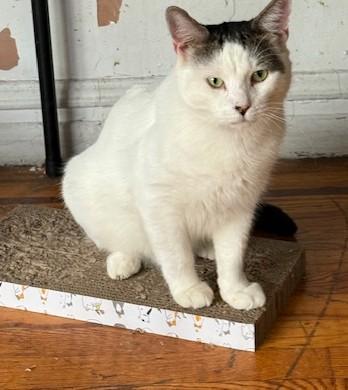 Dakota, Adoptable, Adult Male Domestic Short Hair.