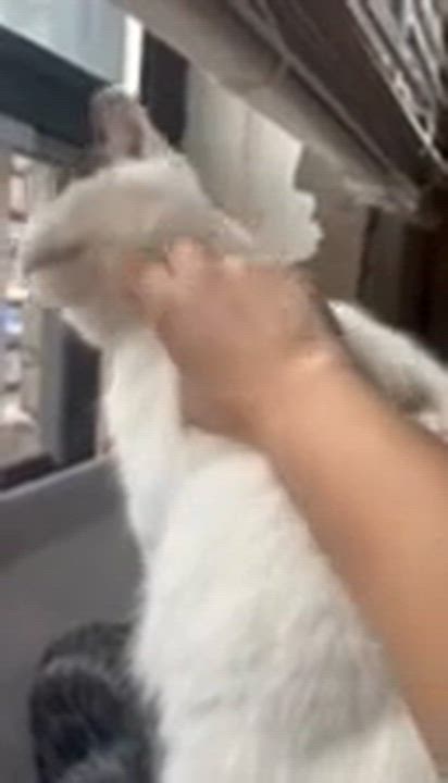 Enlarge Dakota, a ADOPTABLE Domestic Short Hair in New York, NY video 3/3