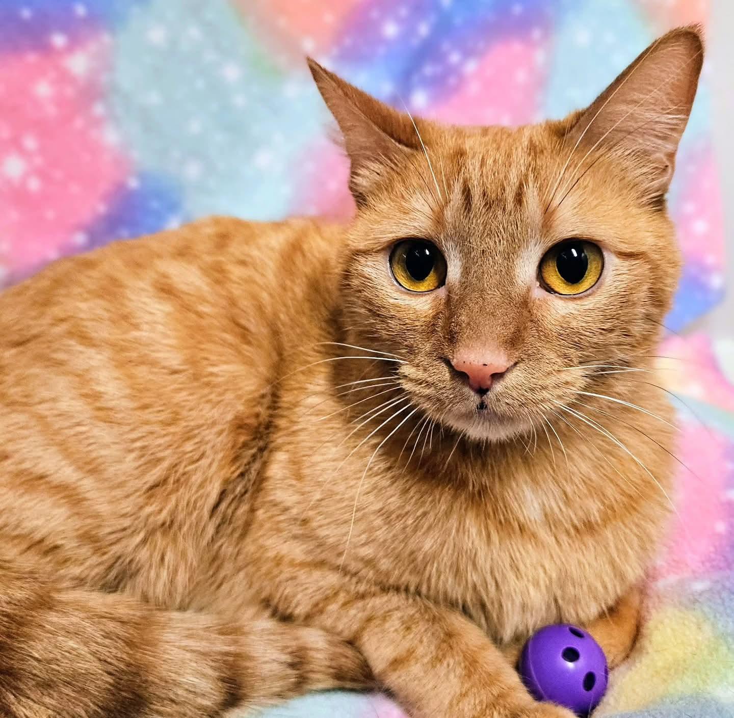 Alice - Rancho Cucamonga PetSmart, an adopted Domestic Short Hair in Rancho Cucamonga, CA image 3/4