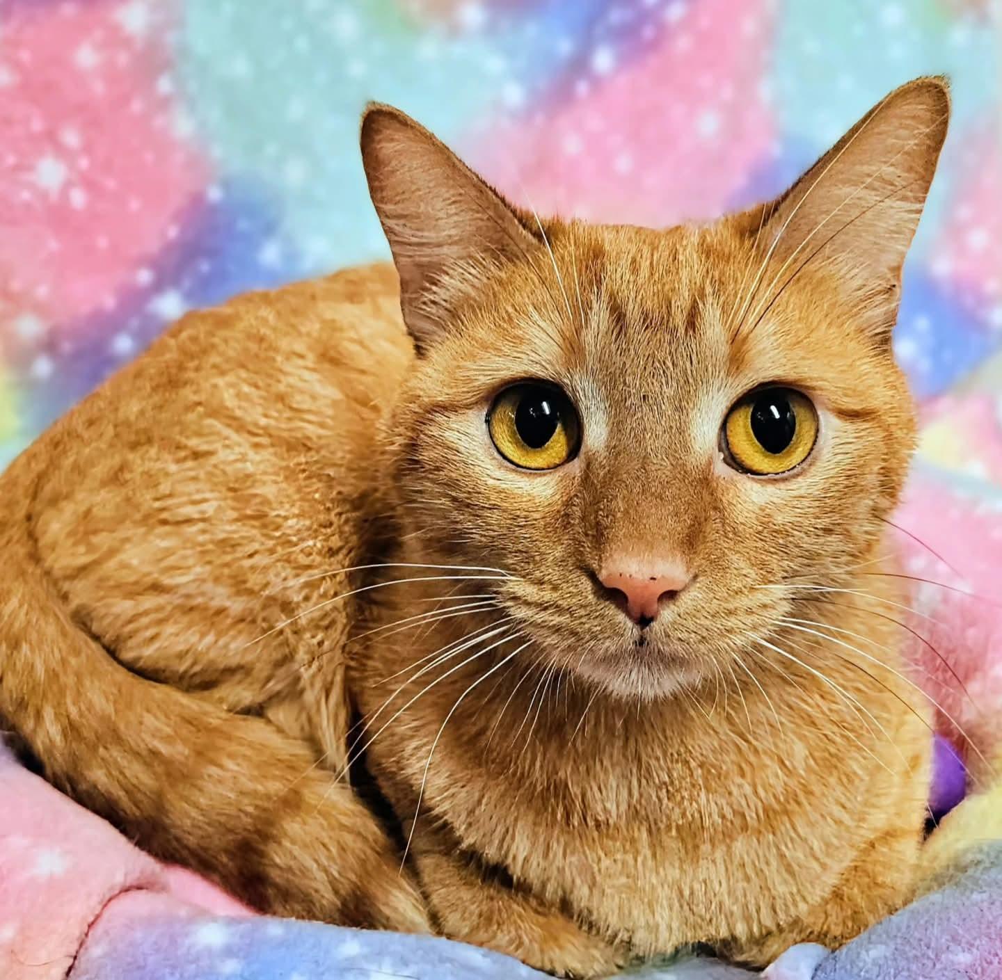 Alice - Rancho Cucamonga PetSmart, adopted, Young Female Domestic Short Hair.