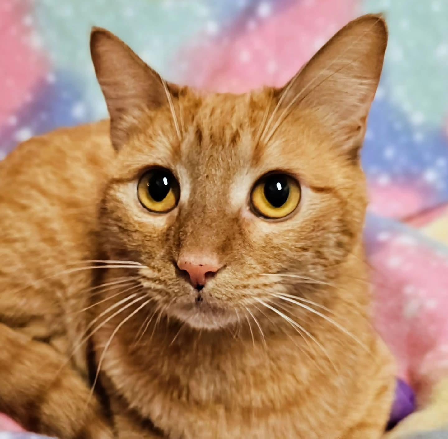 Alice - Rancho Cucamonga PetSmart, an adopted Domestic Short Hair in Rancho Cucamonga, CA image 2/4