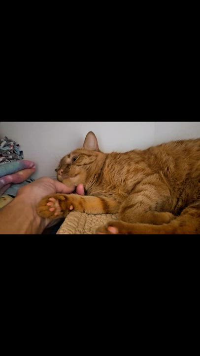 Enlarge Alice - Rancho Cucamonga PetSmart, an adopted Domestic Short Hair in Rancho Cucamonga, CA video 4/4
