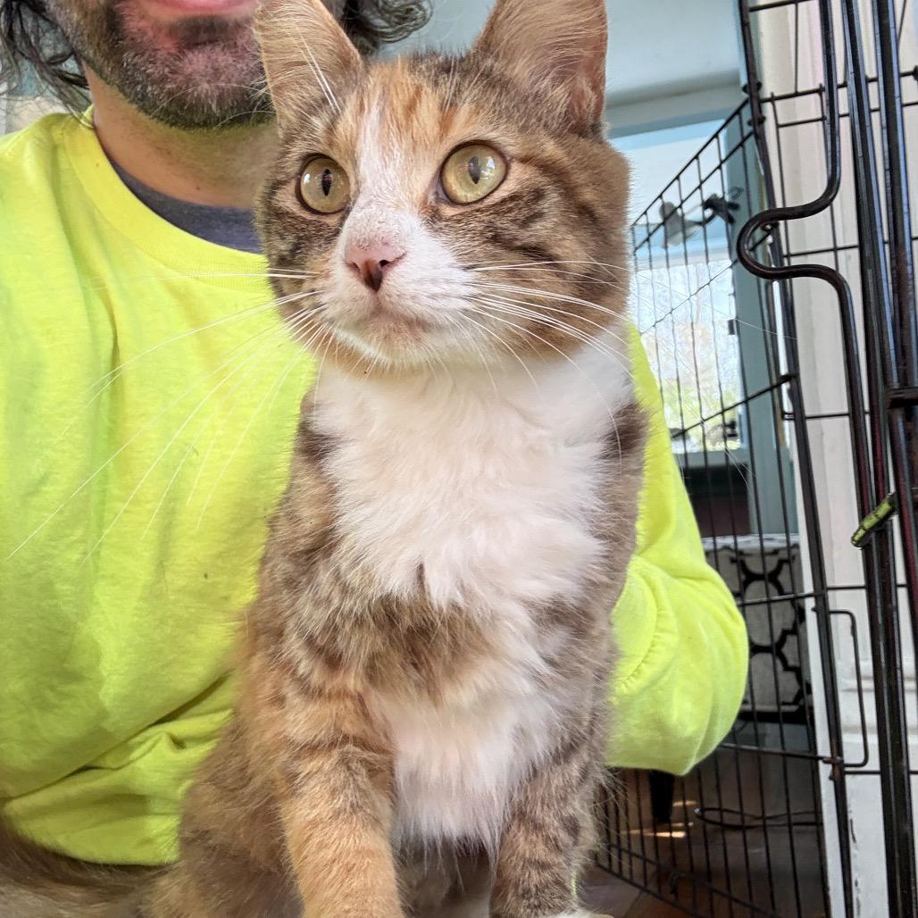 Enlarge Sentinel, a Adoptable Domestic Medium Hair in Pahoa, HI image 1/6