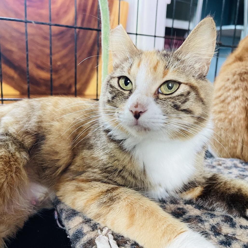 Enlarge Sentinel, a Adoptable Domestic Medium Hair in Pahoa, HI image 2/6