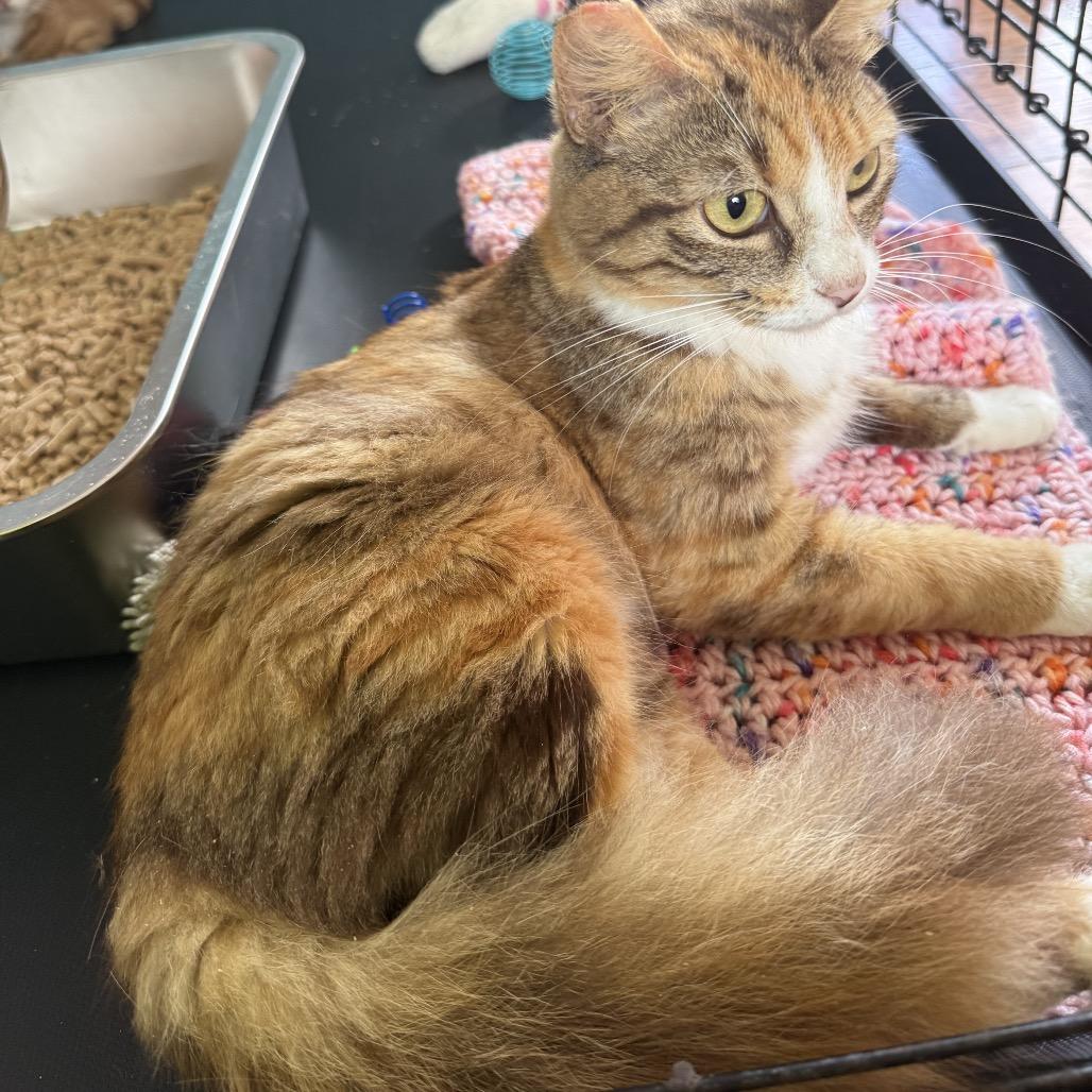 Enlarge Sentinel, a Adoptable Domestic Medium Hair in Pahoa, HI image 3/6