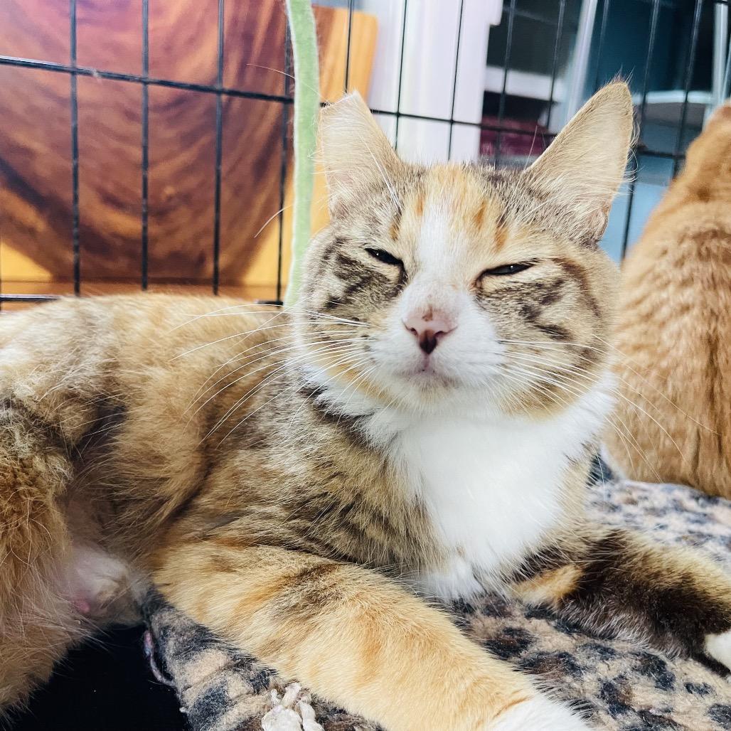 Enlarge Sentinel, a Adoptable Domestic Medium Hair in Pahoa, HI image 4/6